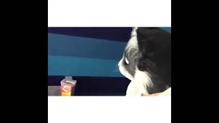 owner scares his cats by wearing cat mask