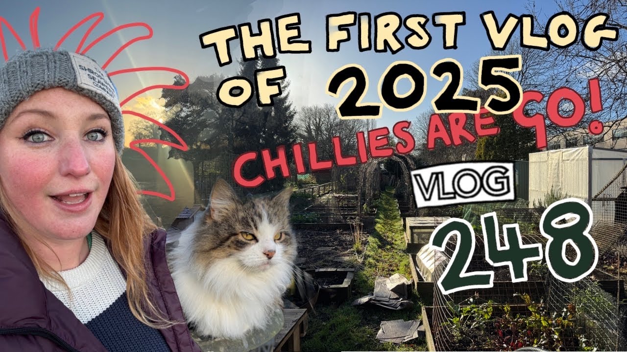 The Chilli Sowing Begins! + More Broadbeans and what we're Harvesting ...