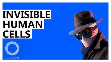 Scientists Create Squid-Like Transparent Human Cells