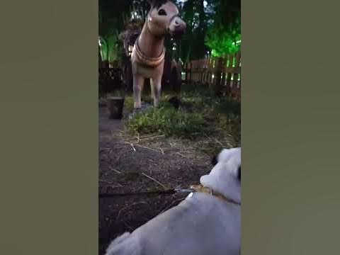 мопс с ослом - YouTube