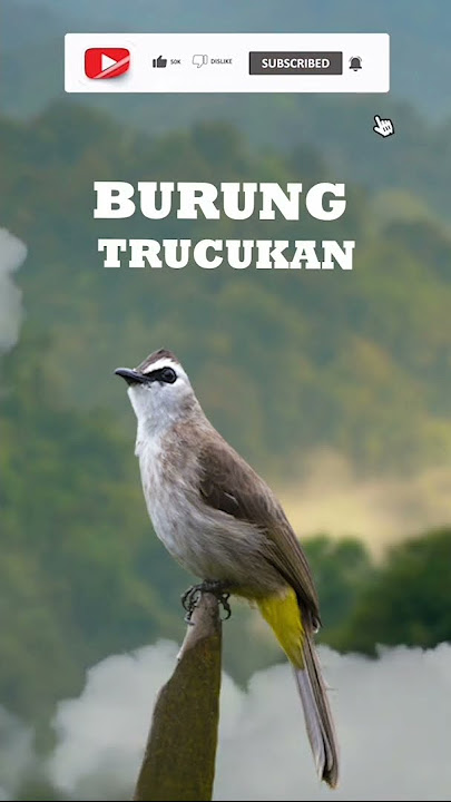 SUARA BURUNG TRUCUKAN