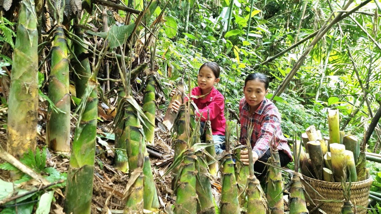 Mother and Son Harvest Giant Bamboo Shoots – Goes to the market to sell
