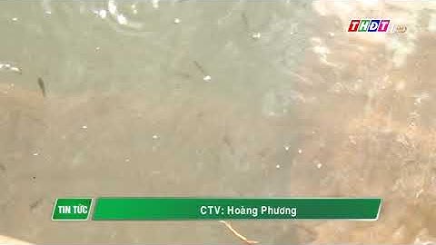 TH Đồng Tháp - Trao cá giống cho hộ dân tham gia mô hình sinh kế mùa lũ