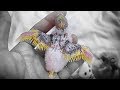 5 Budgie Babies are growing well | vLog Update