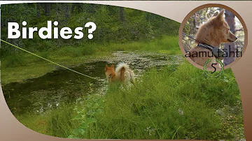 Finnish Spitz at Dog Mountain