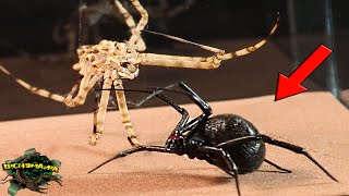 PREDATORS IN ACTION - TIGER SPIDER AND BLACK WIDOW Meet 【Experiment】 by BICHOMANIA 97,062 views 9 months ago 5 minutes, 41 seconds