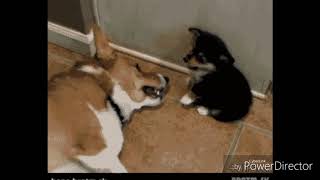 The best dogs gifs ever!