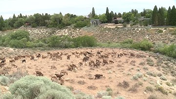 Re-Know Minute: Wildland Urban Interface