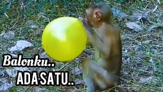 🐒 Lucu sekali tingkah Monyet meniup balon..  Balonku ada satu 😅