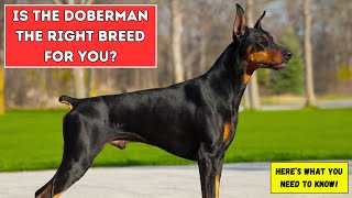 Is the Doberman the Right Breed for You? Here’s What You Need to Know! #doberman #dogs #dogbreed
