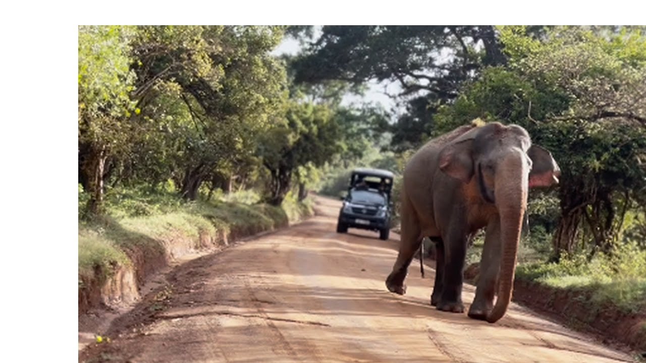 A wild elephant try to attack a jeep