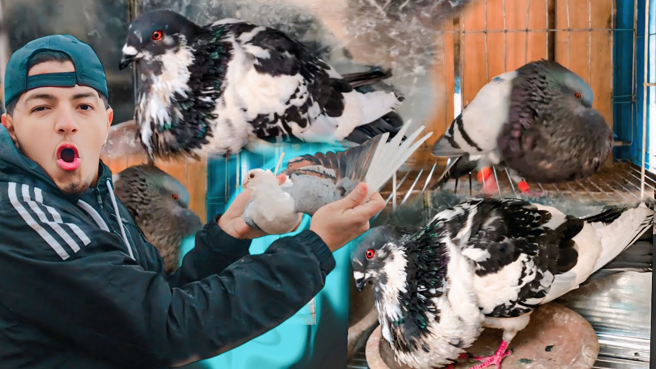 جيت وجبت الجديد 🤯 مفاجأة حمام و أقفاص ❤️