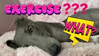 GREYHOUNDS don’t need much exercise. Really???