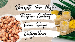 Food Facts About Sago Caterpillar And Its Health Benefits