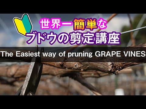 The easiest way of pruning grape vines