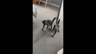 Russian Blue reacting to reflection in mirror by bonnu18 118 views 3 years ago 1 minute, 31 seconds