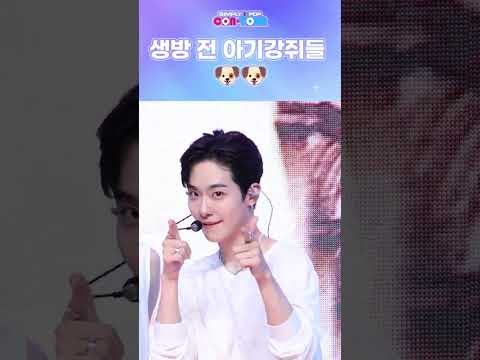 꺼져라고 외치던 아이돌 맞나요ㅜ 🤣아기강쥐들만 있을뿐...#shorts