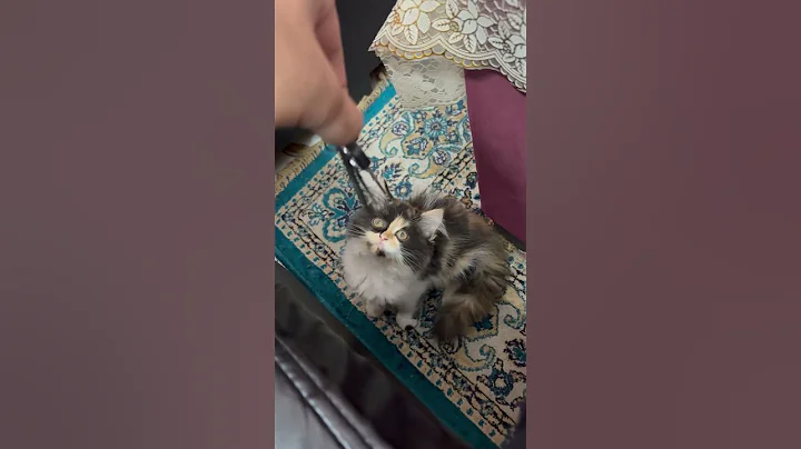 Maple wants to go on a ride🤣