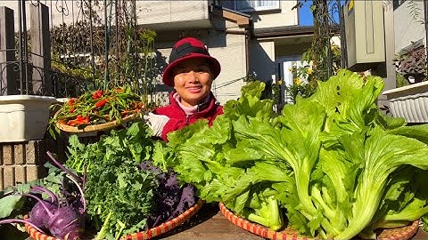 Hái bông cải mini,cải keo xanh tím,cải bẹ muối dưa,hoa cải,su hào & ớt nhiều thấy mê #1101