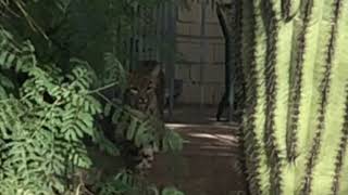 Urban Bob Cat Sighting