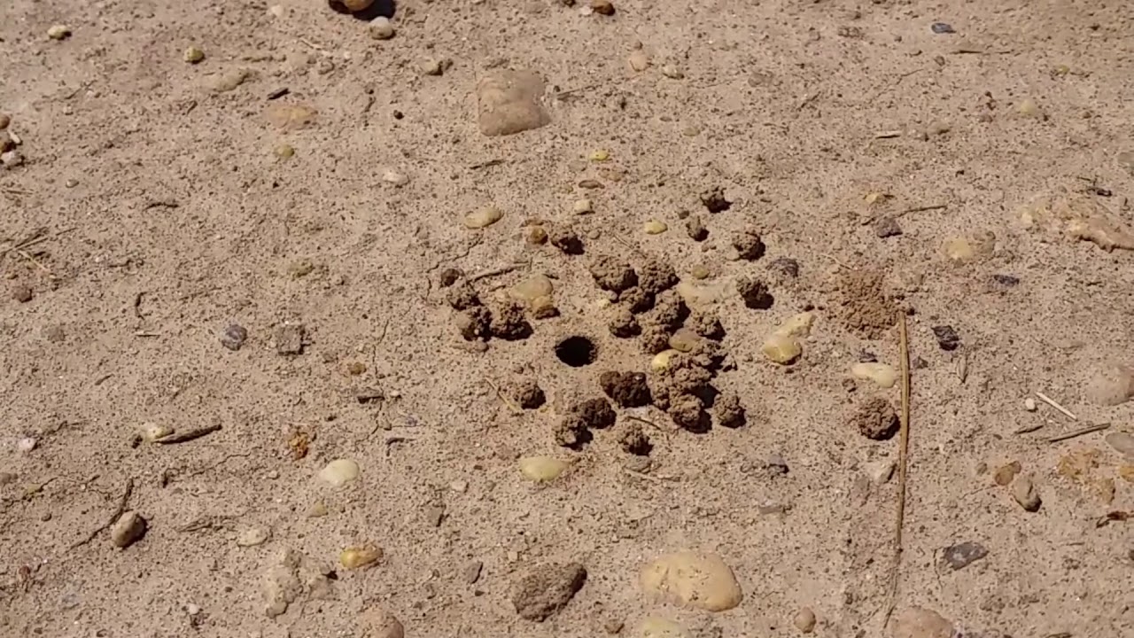 Hibiscus bee digging her nest