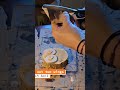 DIY Wood Slice Rustic Owl Ornament