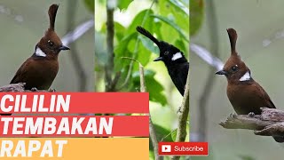 Suara Tembakan Cililin Pendek Pendek Rapat dan Ngotot!! (Clean)