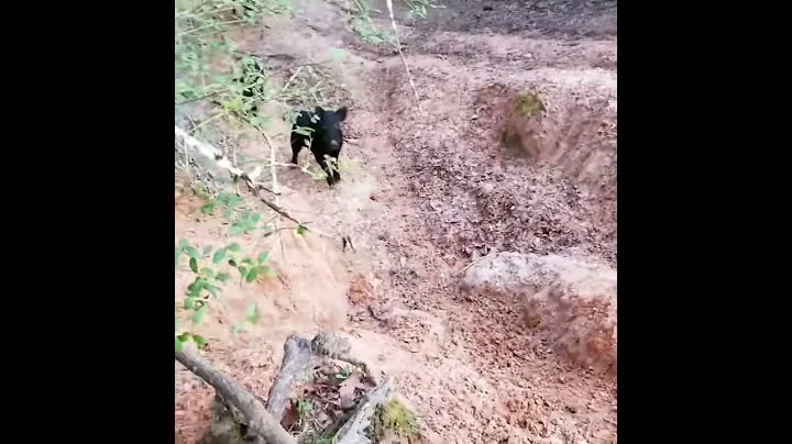 Boar charge saved by the glock