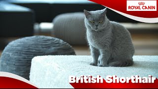British Shorthair / Brits Korthaar
