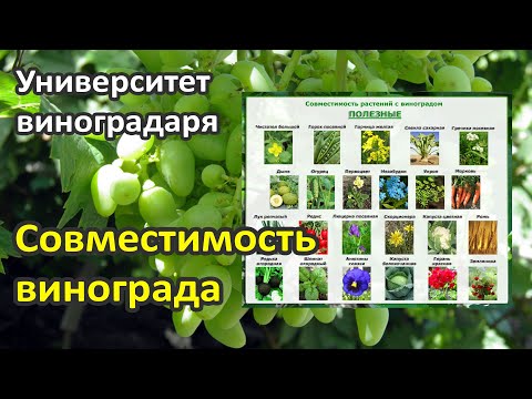 16. Совместимость винограда с другими растениями