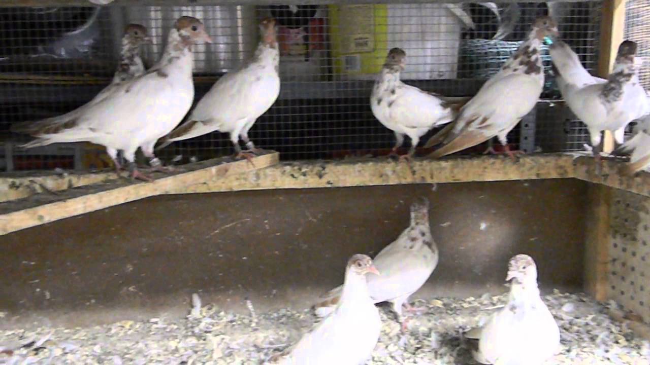 budapest high flyers for sale youtube budapest high flyers pigeons for sale