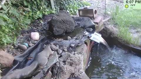 Motion Detection 2.0: Squirrel