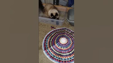 I think Scruffy has had enough catnip..