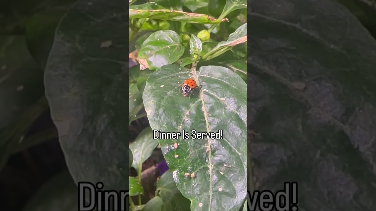 Uploads from From Seed to Spoon Garden Planning App