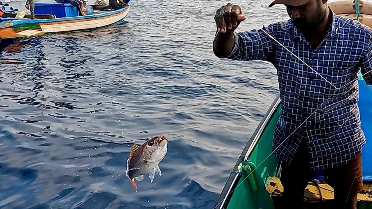 Rosey Snapper Back to Back Rosy Snapper Fish Caught in the Sea - YouTube