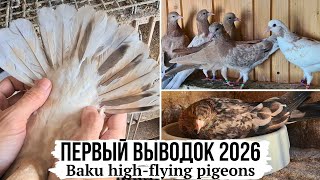НА ВЫХОД❗️Гонная будка. Бакинские мраморные бойные голуби 2026 | Baku pigeons