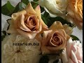 коко-локо, хоней дижон, мокароза, питомник роз полины козловой rozarium.biz ,coffee colored roses