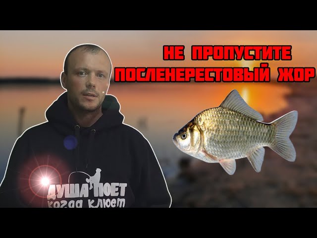 Когда НЕРЕСТ карася? Не пропустите ЖОР!