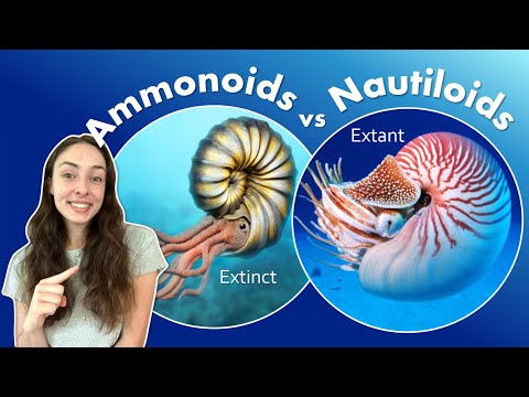 Vídeo: Por que o amonita foi extinto?