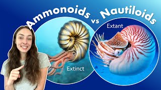 Why Ammonoids Went Extinct at the End Cretaceous While Nautiloids Survived? GEO GIRL