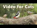 .s for cats to watch birds in my garden  virtual bird table cat tv