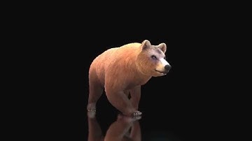 iClone 6 Displacement - Bear Fur