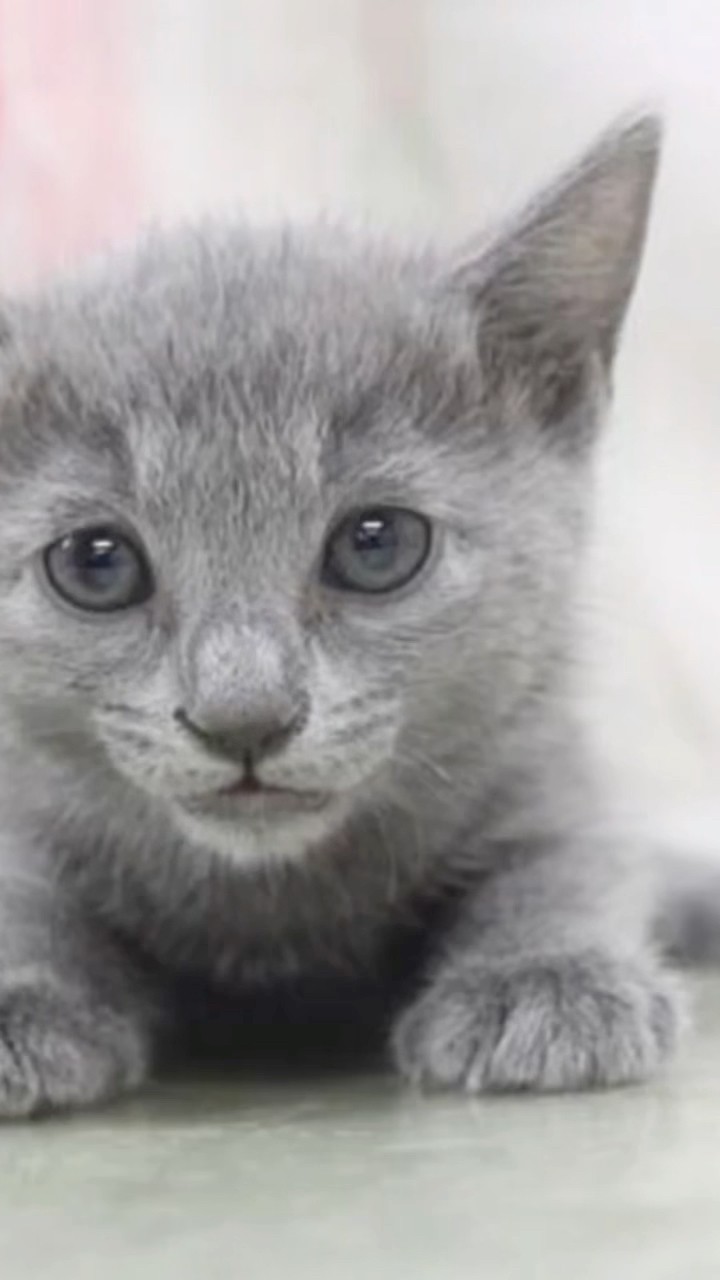 Russian Blue Cat] Sora-chan's growth record ❤️ Check it