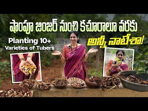 వర్షాకాలంలో తప్పక నాటాల్సిన 10+ దుంపలు! / Rhizomes@MADGARDENER  