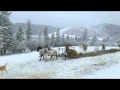 Draft Horse Team Feeding