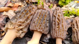 Cueillette de Morilles 2024 , le biotope de mon coin, comment trouver des morilles