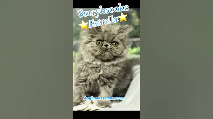 Watch the video about Estella ~ cute blue Persian kitten