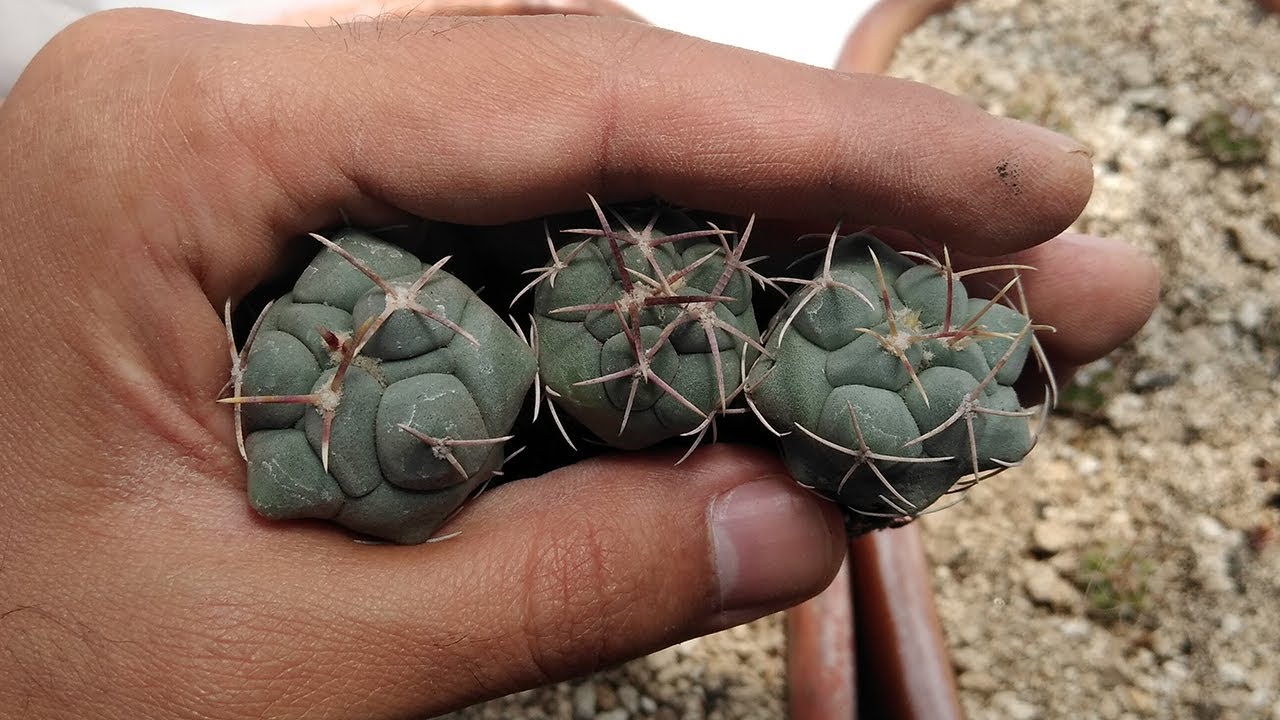 Mis pequeños Stenocactus, Thelocactus y Ariocarpus