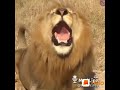 Lion in bhojpuri