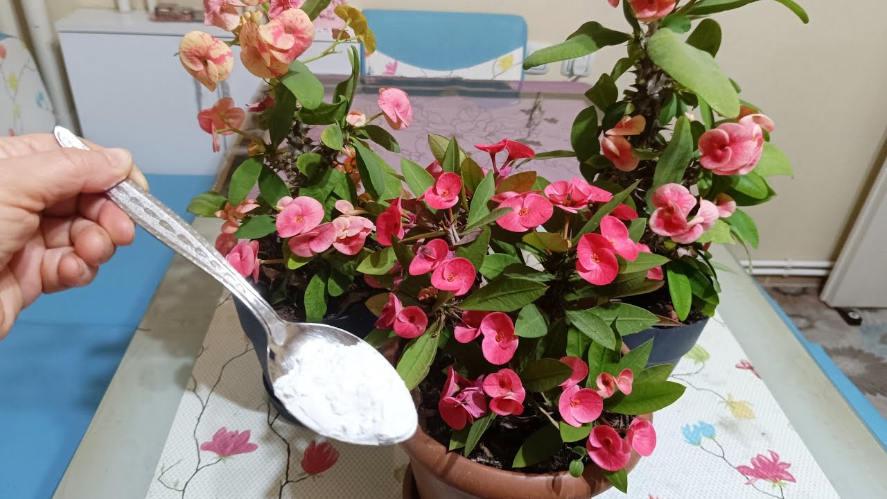 DİKENLER TACI ÇILDIRDI ✅BU DELİ GİBİ ÇİÇEK AÇTIRIYOR 💯 çiçek bakımı 🌿 çiçek coşturan 🌸